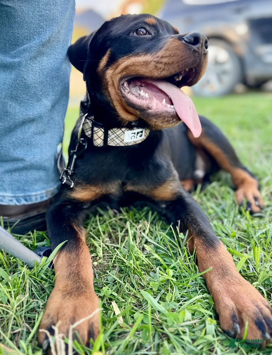 Rottweiler dogs for sale: Rottweiler 1 - Ad 2