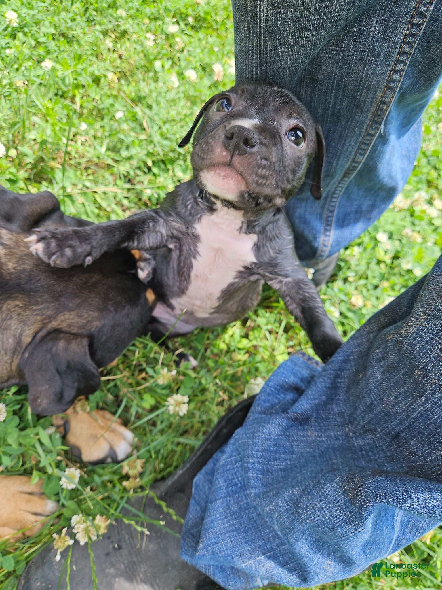 Mixed Breed dogs Denmark  - Ad 1