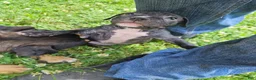 Mixed Breed dogs for sale: Denmark  - Ad 1