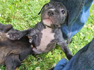 Mixed Breed dogs for sale: Denmark - Ad 4
