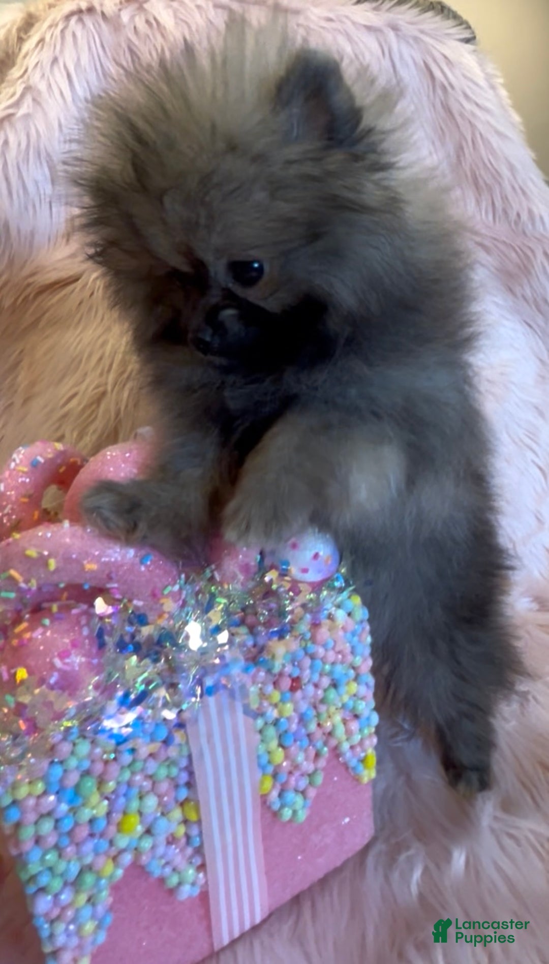 Pomeranian dogs for sale: Penny AKC Registered FULL RIGHTS - Ad 24