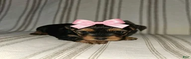 Lira - Potty and Crate Trained 