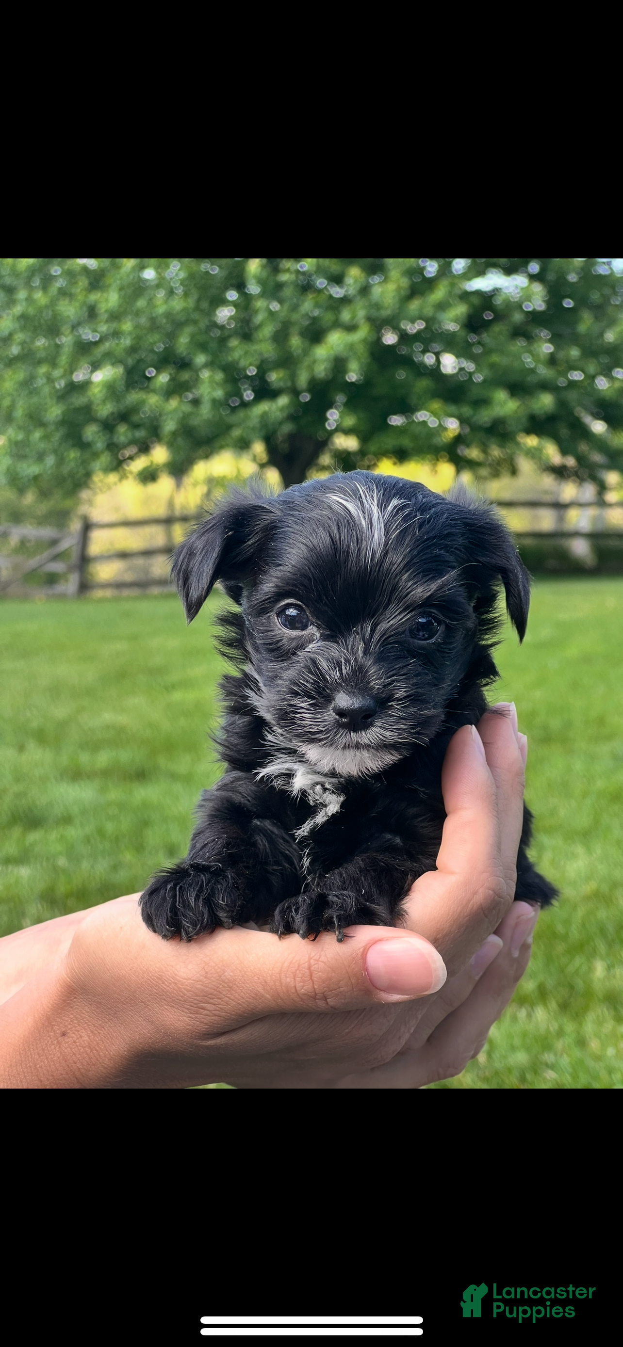 Morkie dogs Ralphie - Ad 1