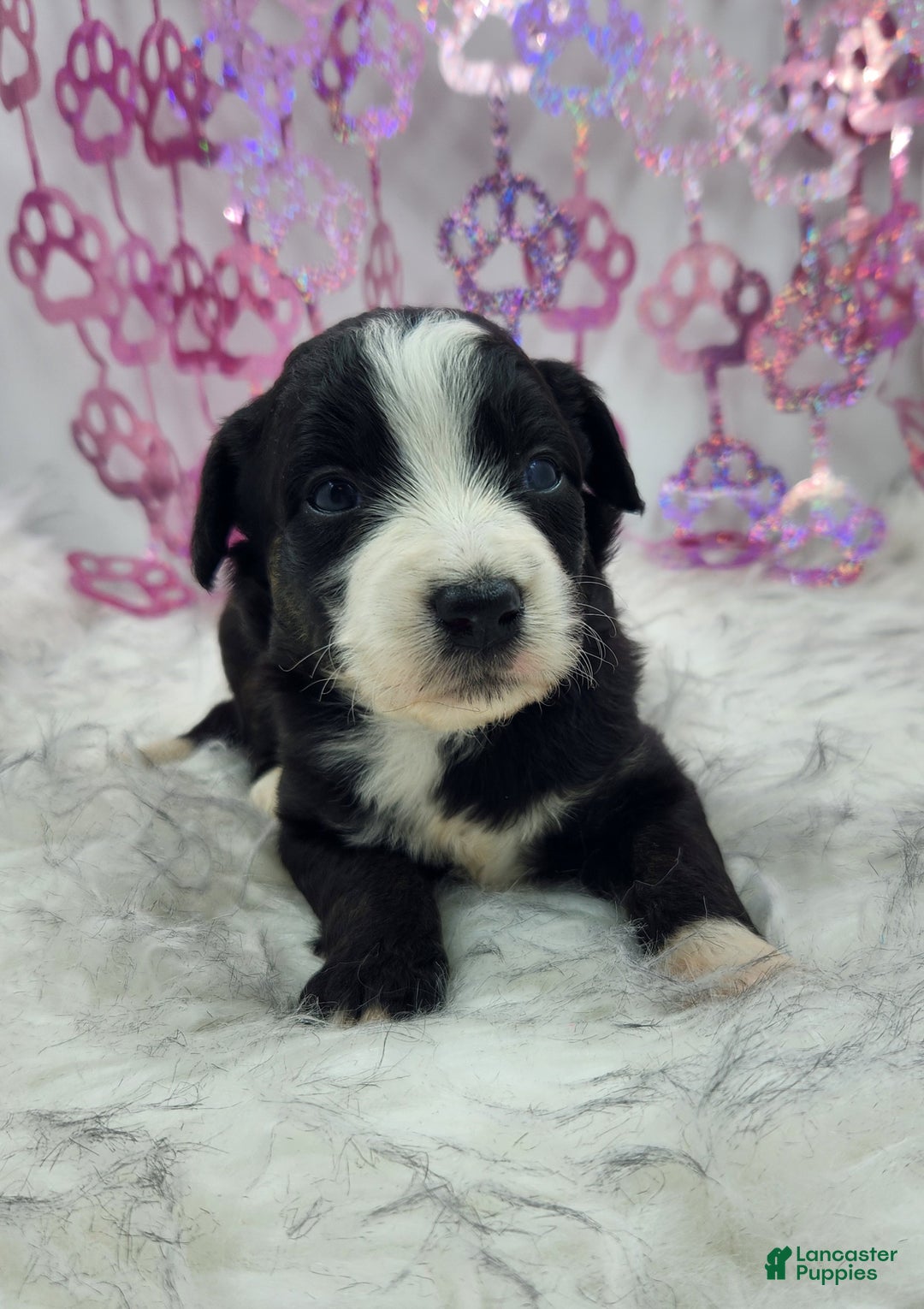 Mini Aussiedoodle dogs for sale: Mini Aussiedoodle Puppy 4 - Ad 4