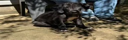 Great Dane dogs for sale: Black Female - Ad 3
