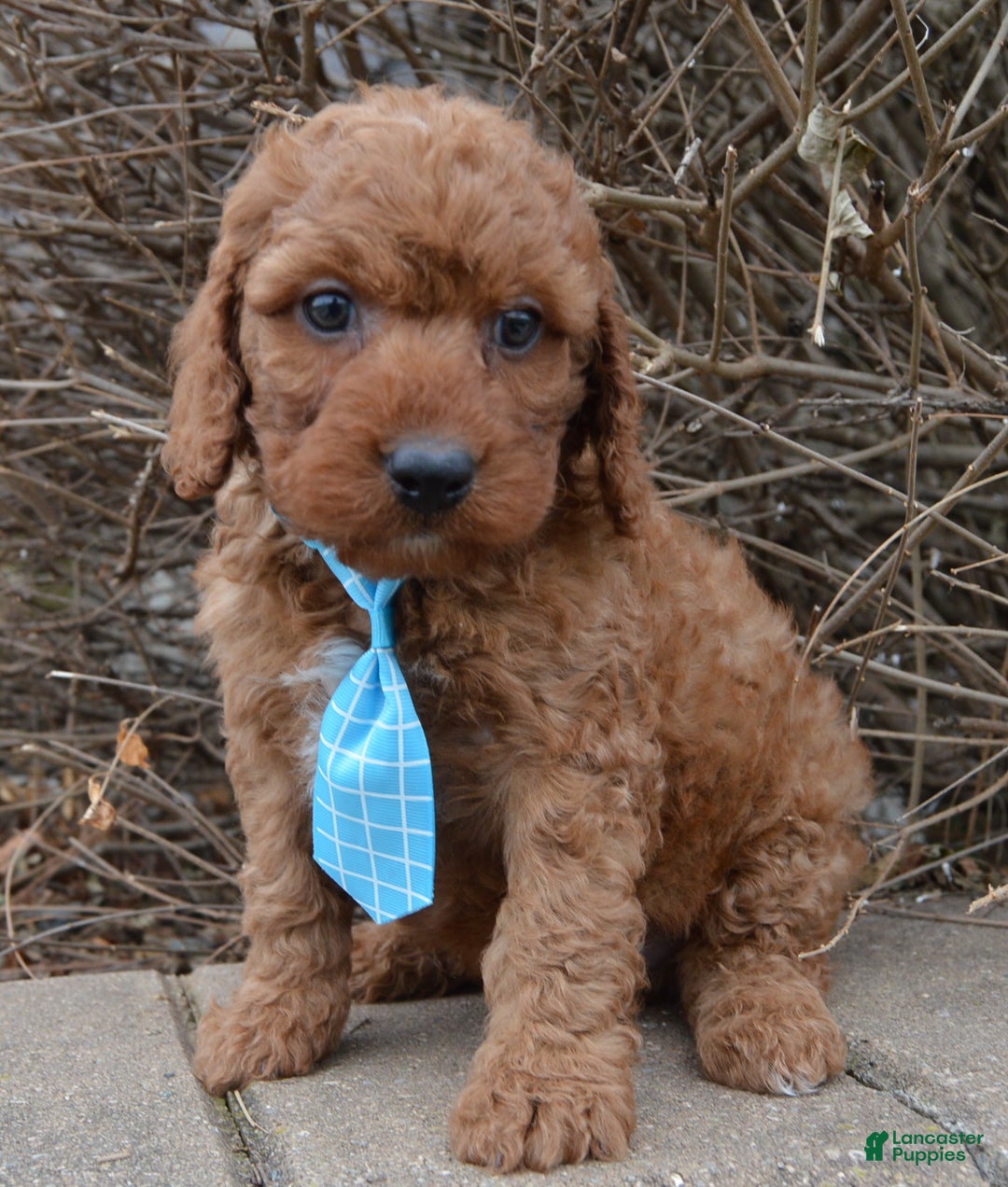 Irish Doodle dogs for sale: Mini Ivan - Ad 1