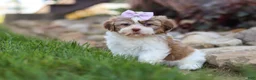 Shih Tzu dogs for sale: Ember - Ad 7