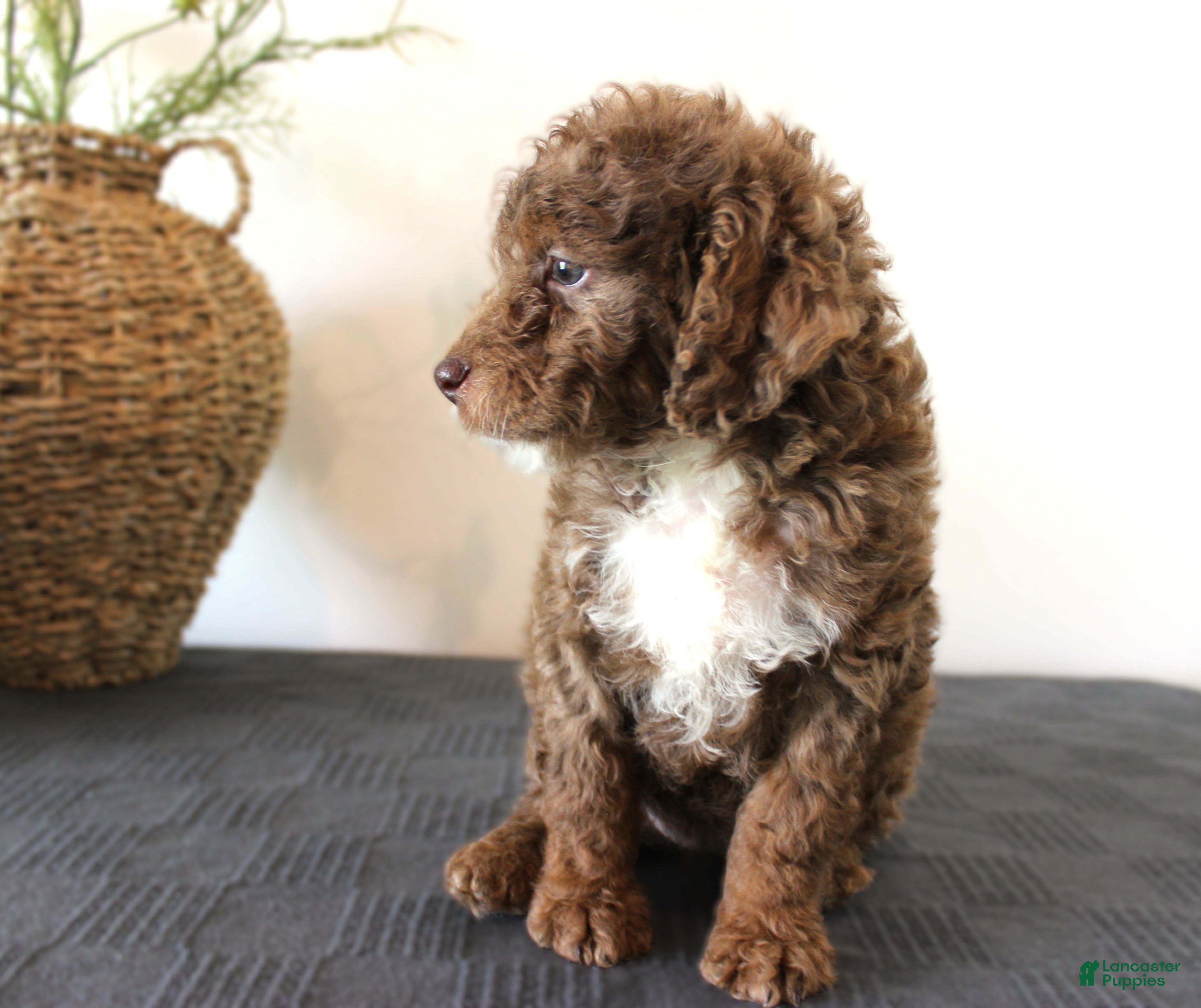 Mini Goldendoodle dogs Honey - Ad 2