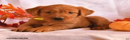 Golden Retriever dogs for sale: Boomer - Ad 3