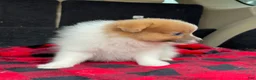 Pomeranian dogs for sale: Dougy - Ad 7