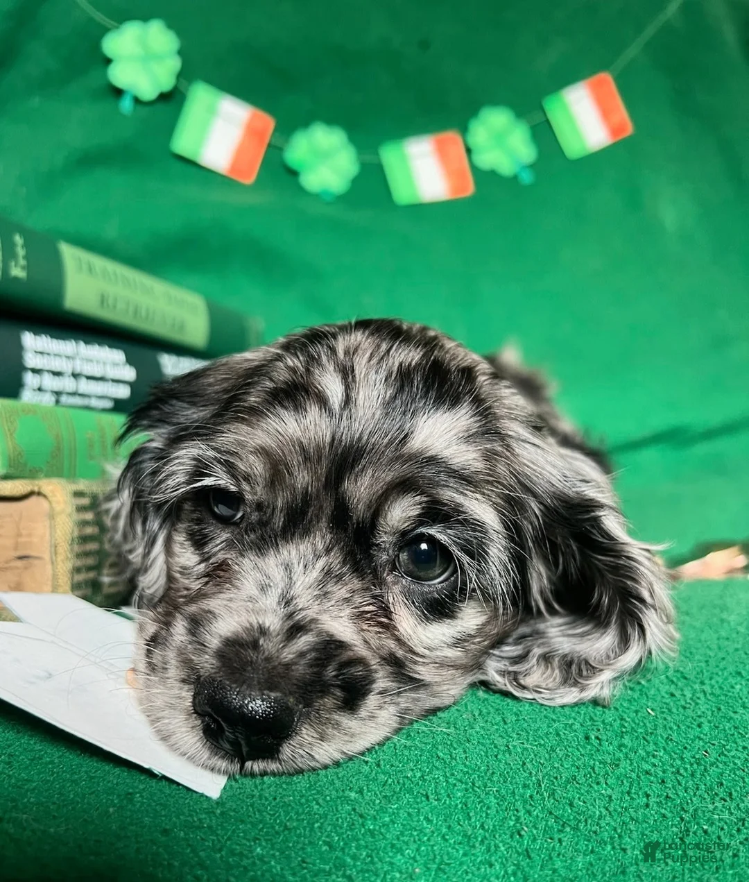 Cocker Spaniel dogs for sale: Gustav  - Ad 2