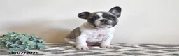 French Bulldog dogs for sale: Georgie - Ad 2
