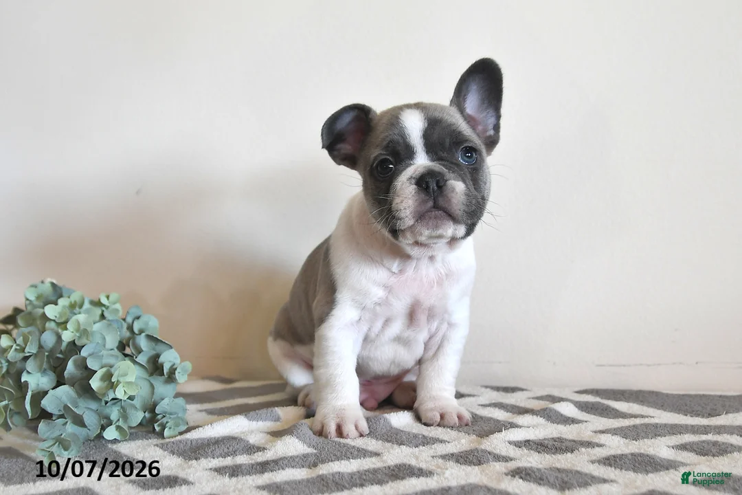French Bulldog dogs for sale: Georgie - Ad 2