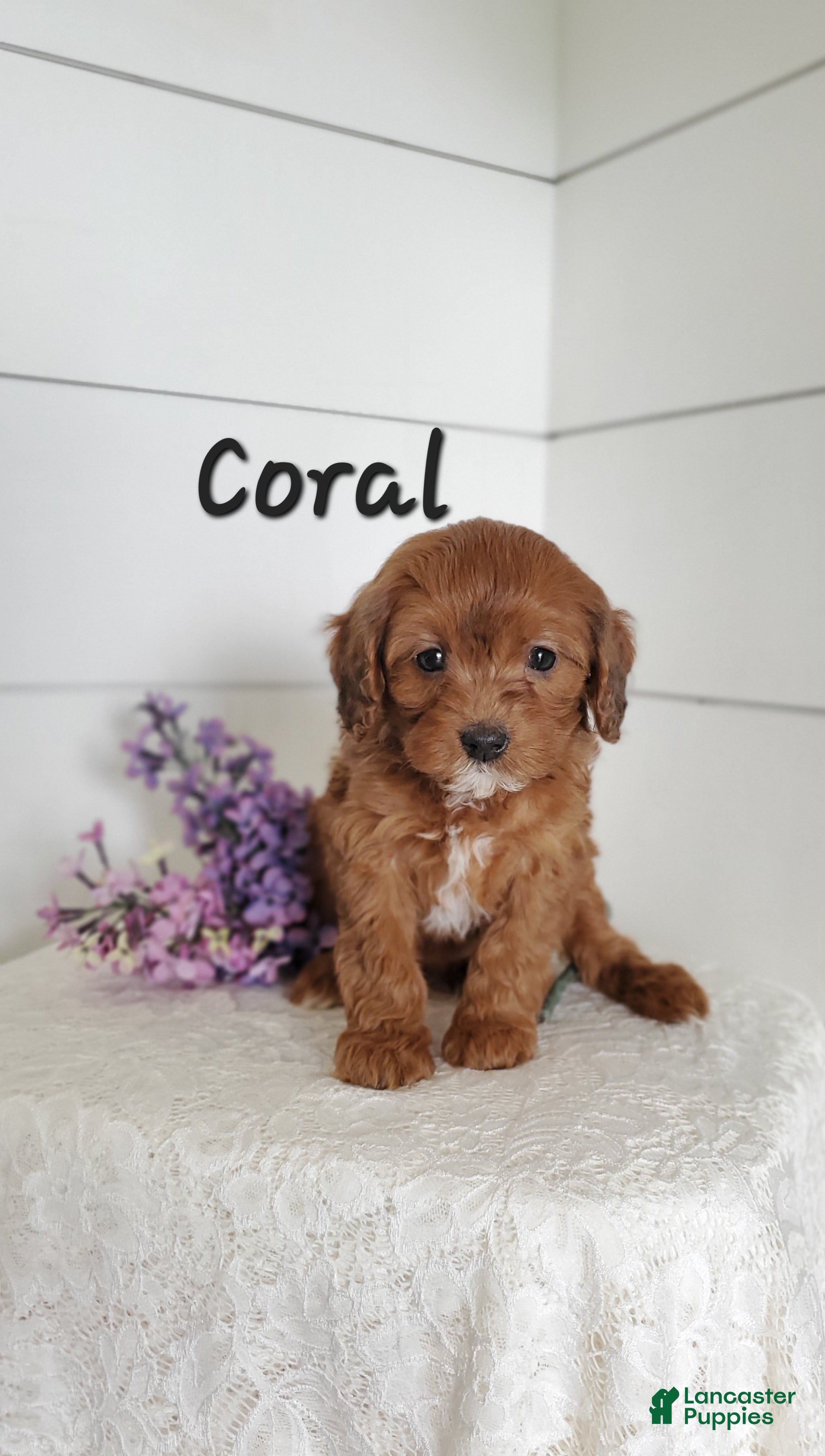 Cavapoo dogs Coral  - Ad 40