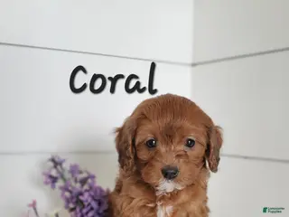 Cavapoo dogs Coral - Ad 40