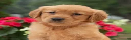 Golden Retriever dogs for sale: Kari  - Ad 5