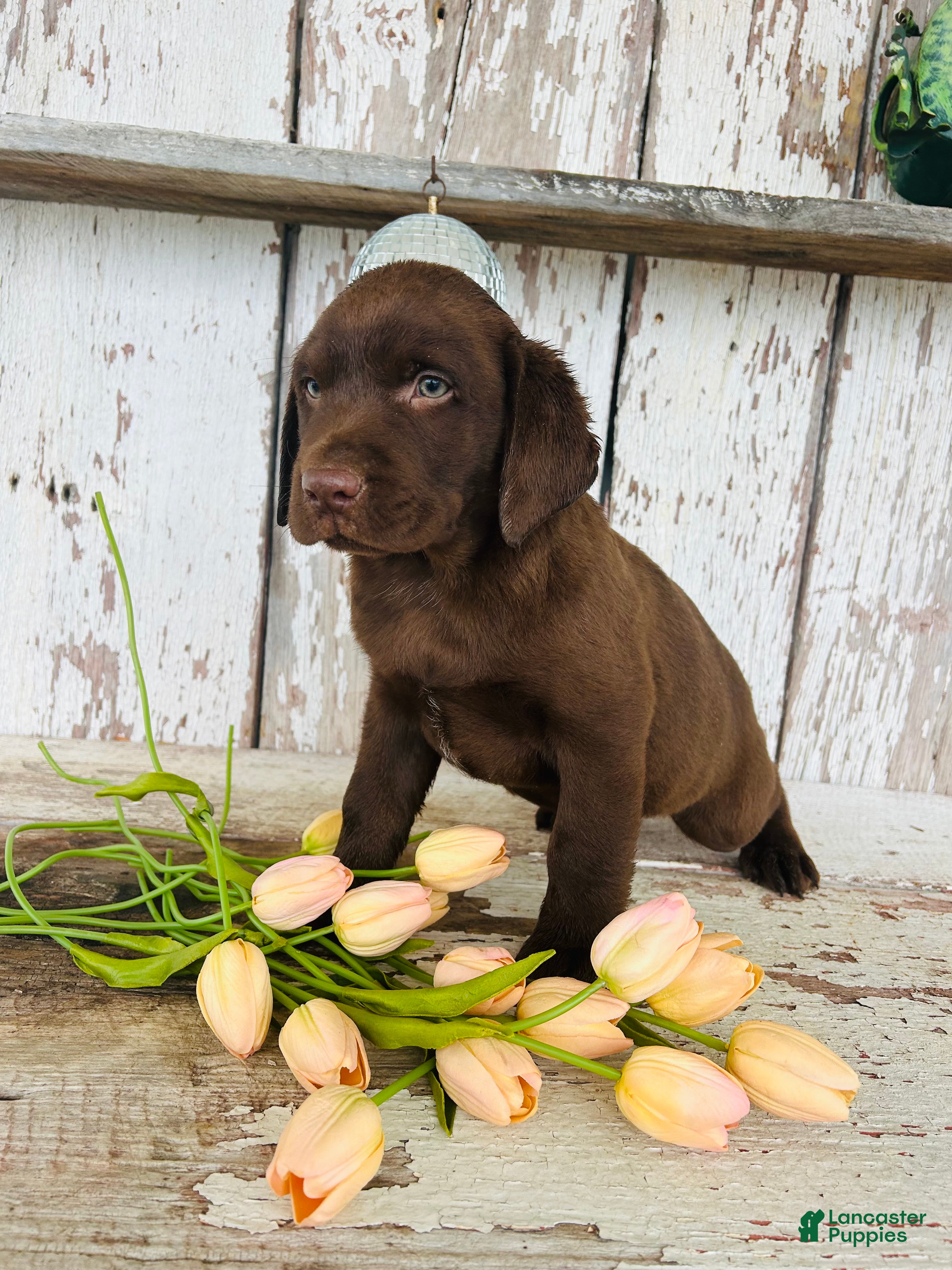 Labrador Retriever dogs Kenny - Ad 2
