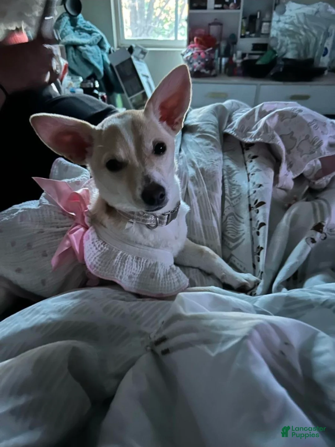 Chihuahua dogs for sale: Chihuahua female Puppy 1 black and white puppy 10 weeks - Ad 1