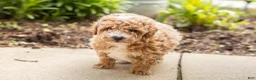 Miniature Poodle dogs for sale: Torin  - Ad 3