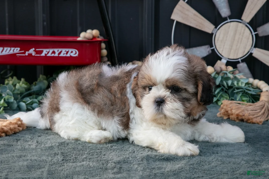 Shih Tzu dogs for sale: Conley - Ad 2