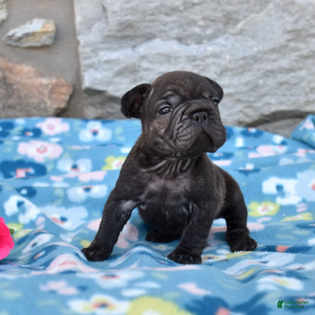 French Bulldog dogs for sale: Stormy - Ad 1