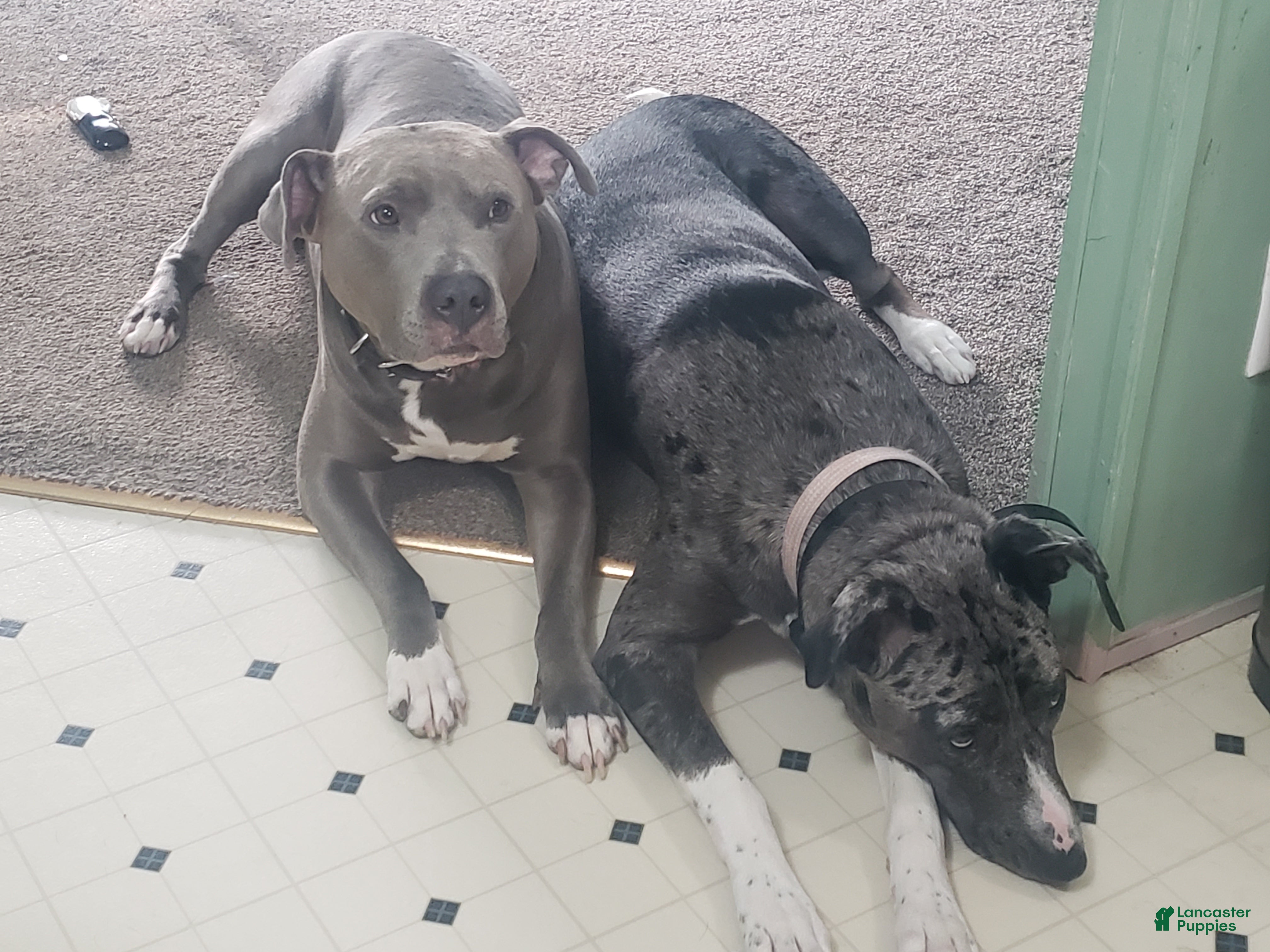 Mixed Breed dogs Brownie - Ad 2