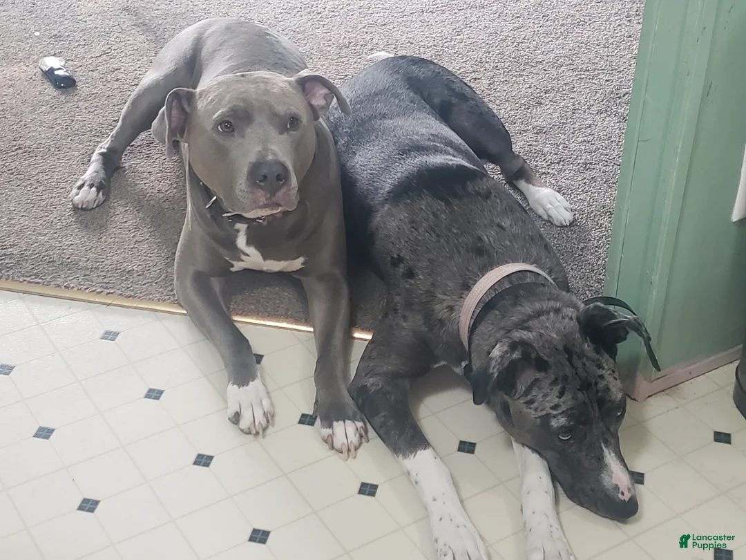 Mixed Breed dogs for sale: Brownie - Ad 2