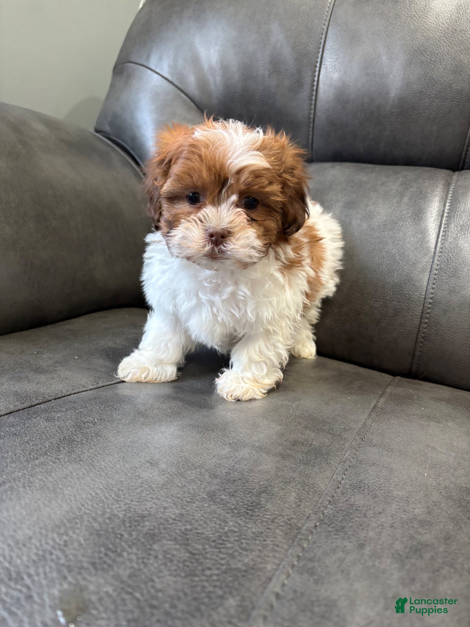 Teddy Bear dogs Teddy Bear  - Ad 1