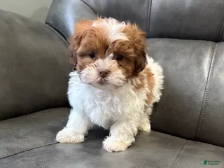 Teddy Bear dogs for sale: Teddy Bear - Ad 2