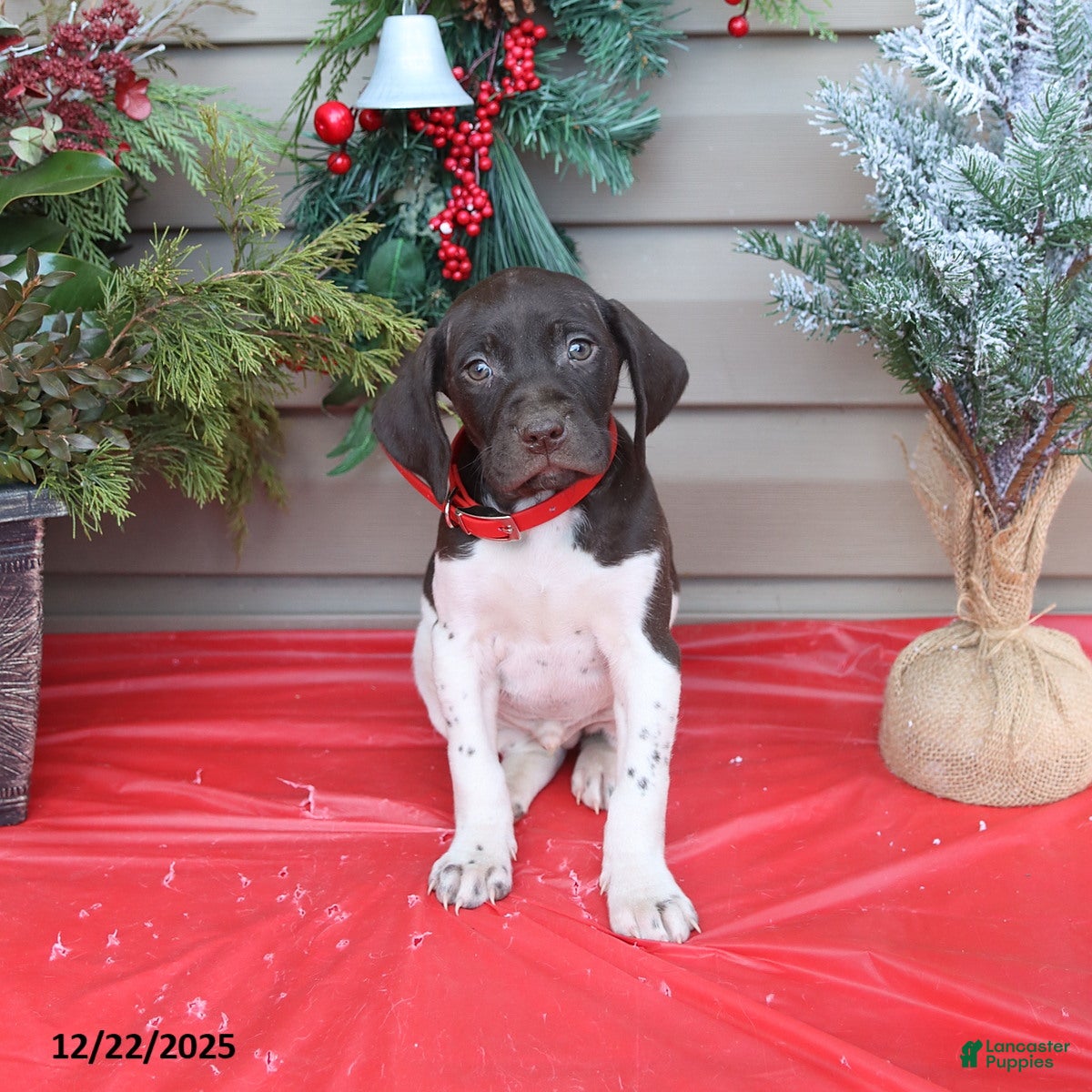 German Shorthaired Pointer dogs Diamond - Ad 26