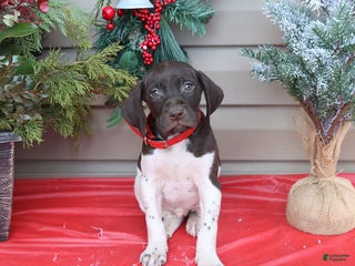 German Shorthaired Pointer dogs Diamond - Ad 26