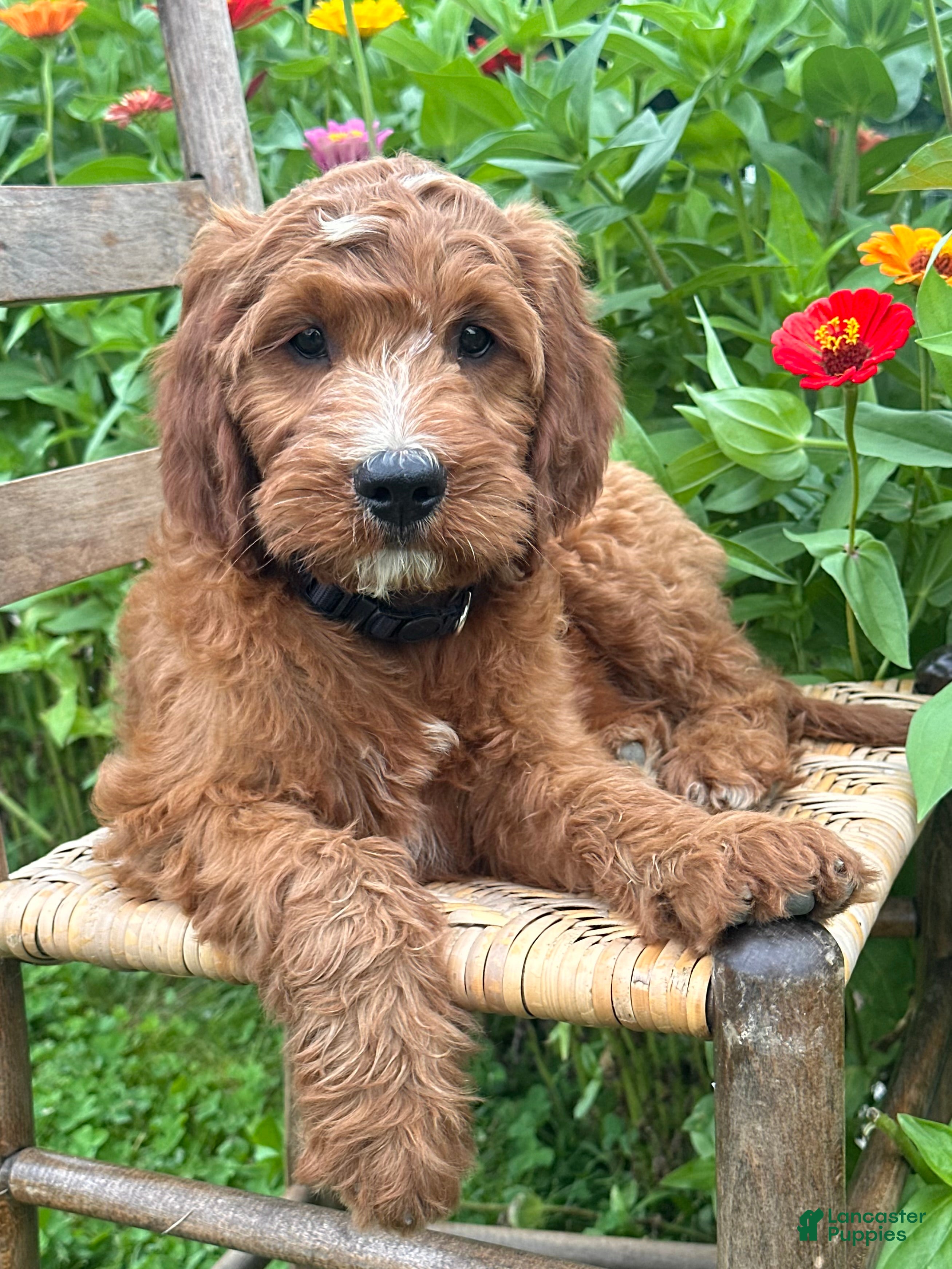 Irish Doodle dogs Maple - Ad 1