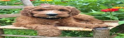 Irish Doodle dogs for sale: Maple - Ad 1