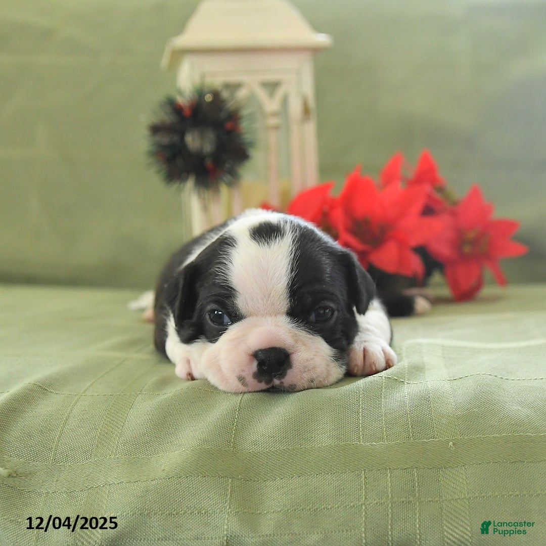 Boston Terrier dogs for sale: Jingles - Ad 2