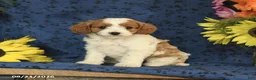 Cavapoo dogs for sale: Clover - Ad 6