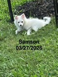 Pomeranian dogs Samson - Ad 1
