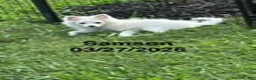 Pomeranian dogs for sale: Samson - Ad 1