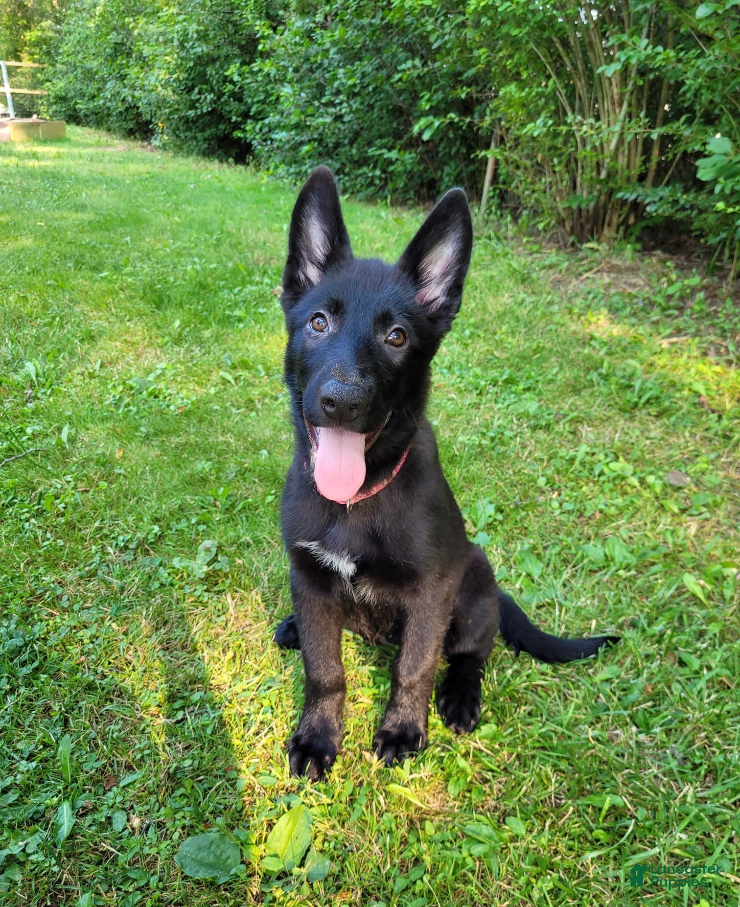 Mixed Breed dogs Freya - Ad 2