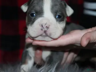 American Bully dogs for sale: Lynx - Ad 2