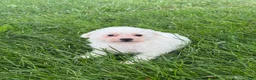 Bichpoo dogs for sale: Bear  - Ad 4