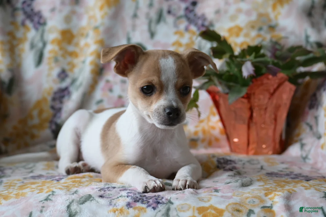 Mixed Breed dogs for sale: Bingo - Ad 1