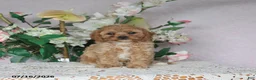 Cavapoo dogs for sale: Macey - Ad 1