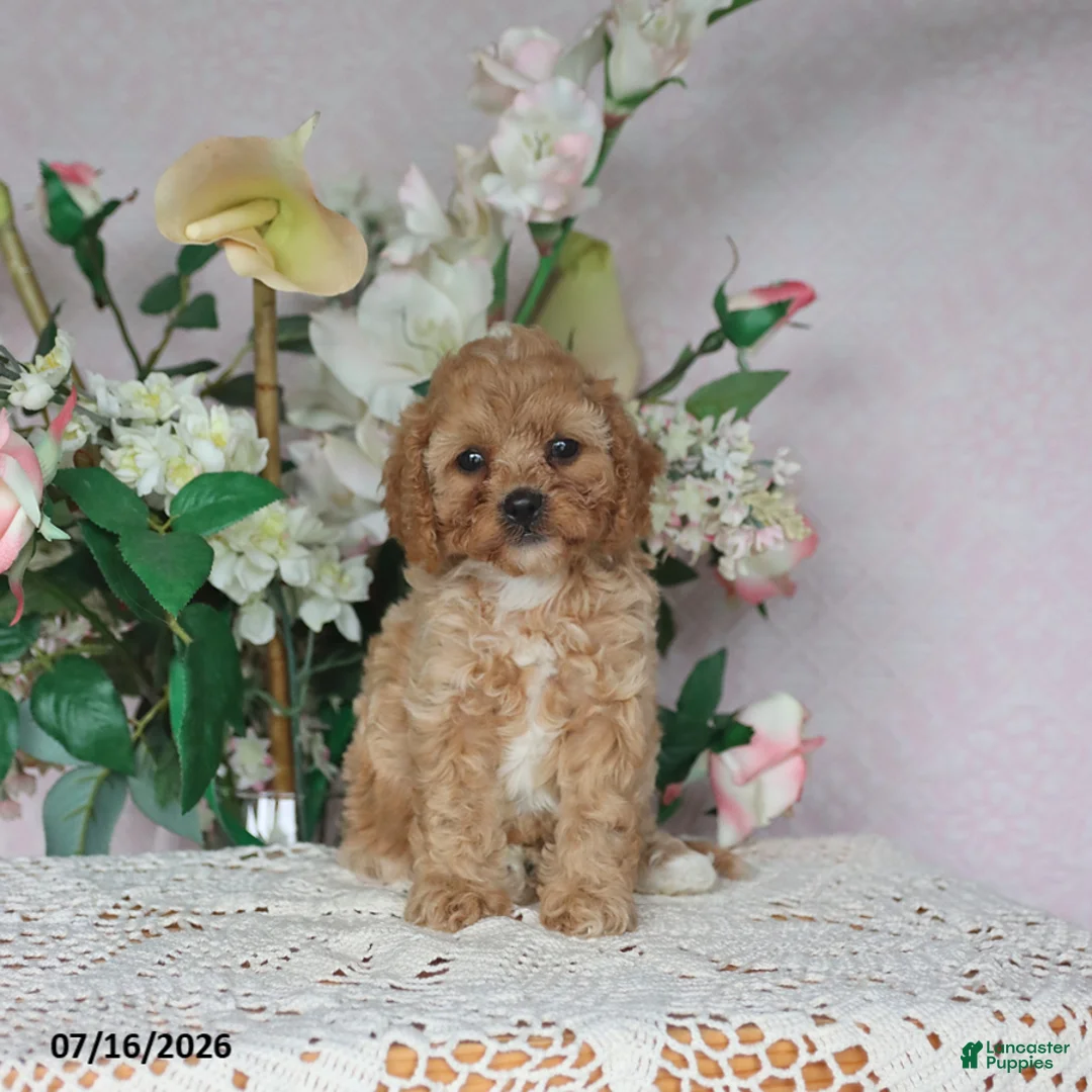 Cavapoo dogs for sale: Macey - Ad 1