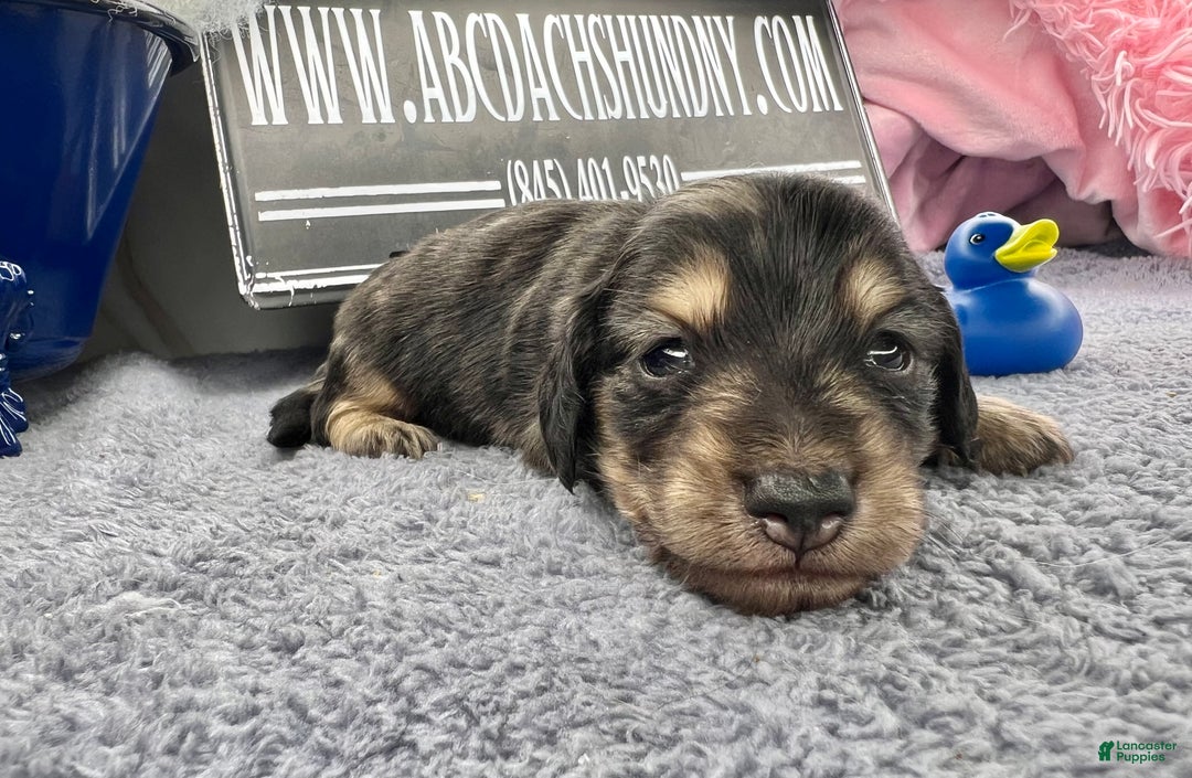 Miniature Dachshund dogs for sale: Black and cream dapple - South african - Ad 4