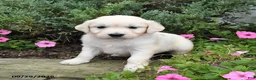 Golden Retriever dogs for sale: Dotty - Ad 3