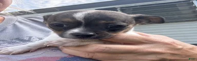 Chihuahua 4