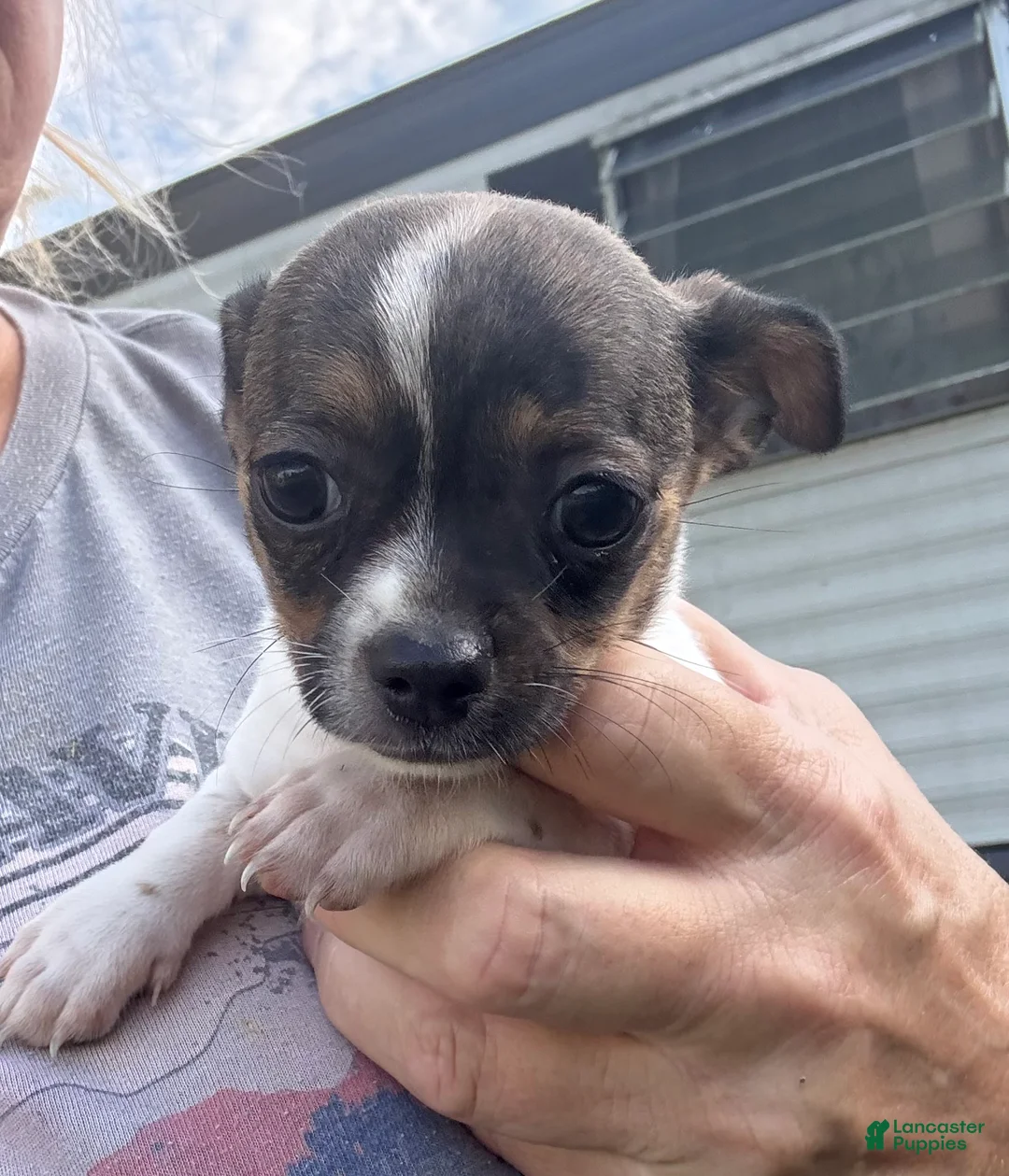 Chihuahua dogs for sale: Chihuahua 4 - Ad 1