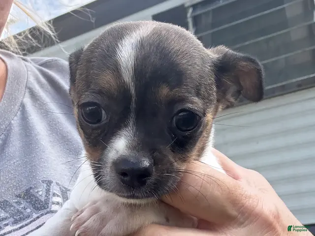 Chihuahua dogs for sale: Chihuahua 4 - Ad 1