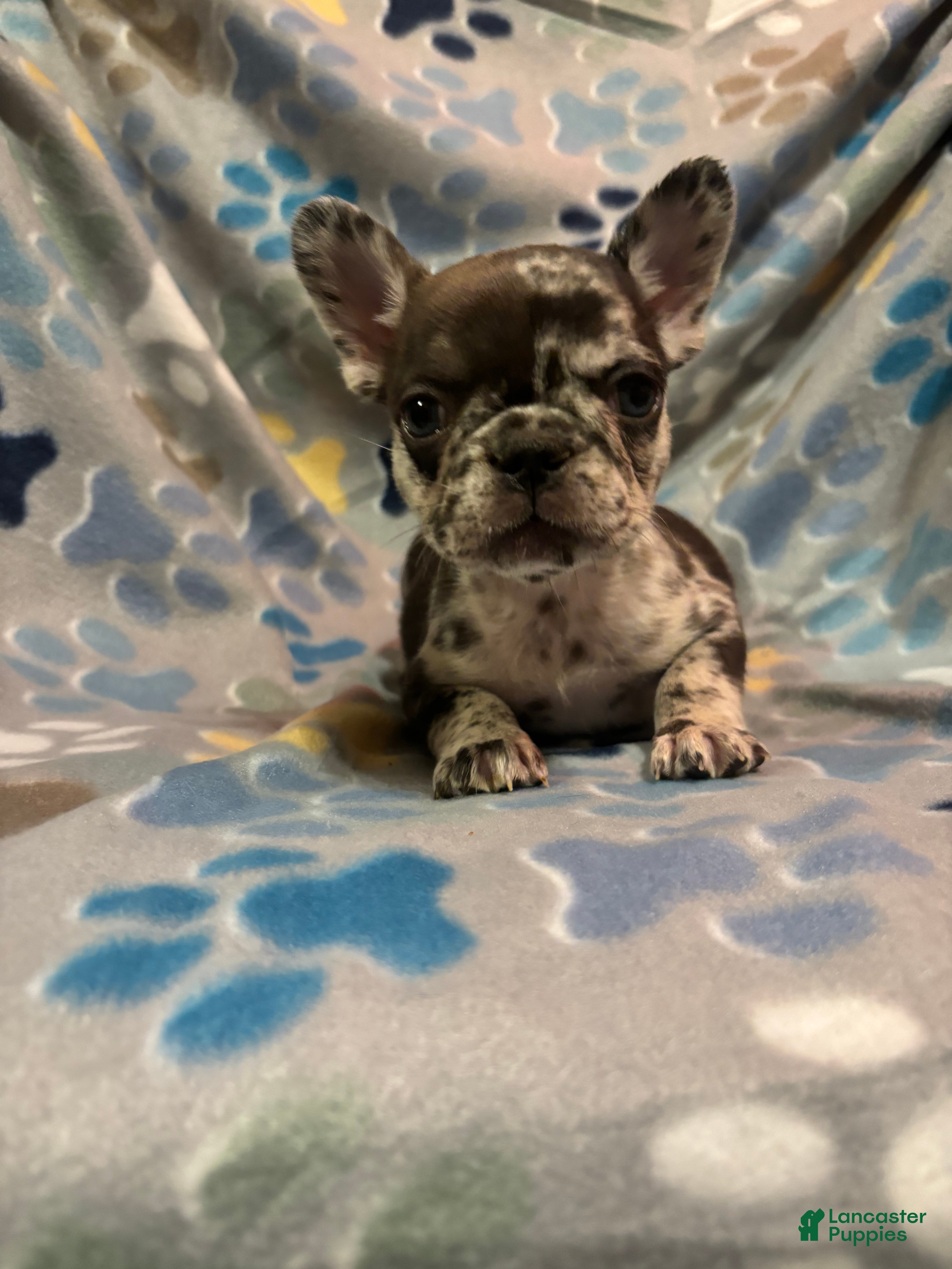 French Bulldog dogs French Bulldog Puppy 2 - Ad 40