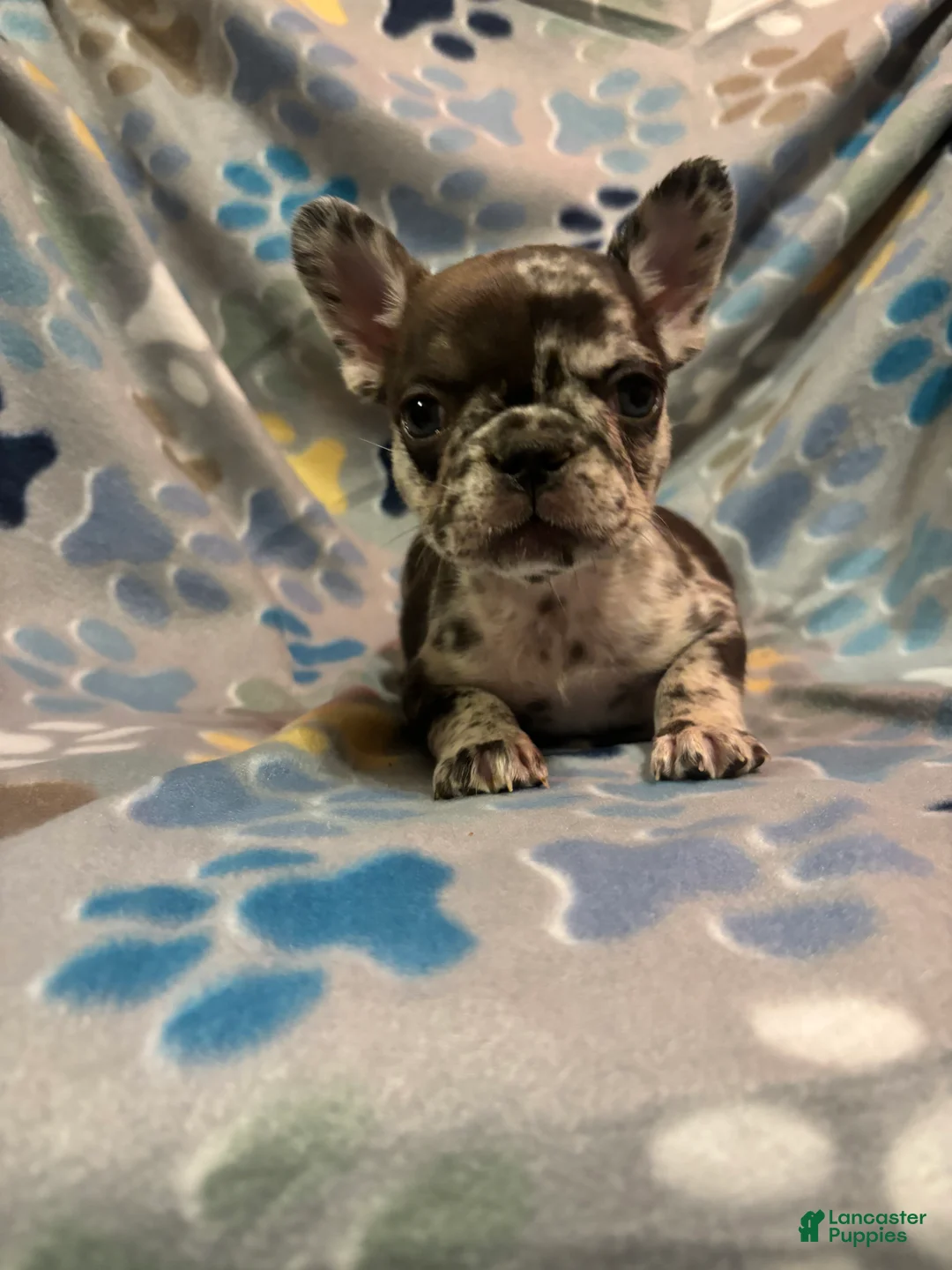 French Bulldog dogs for sale: French Bulldog Puppy 2 - Ad 1